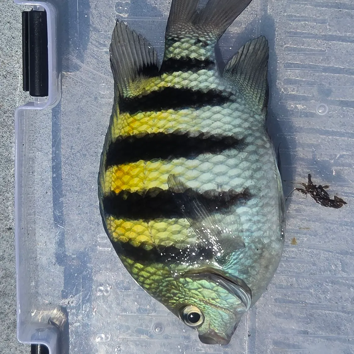 The most recent Sergeant-major catches on Fishbrain