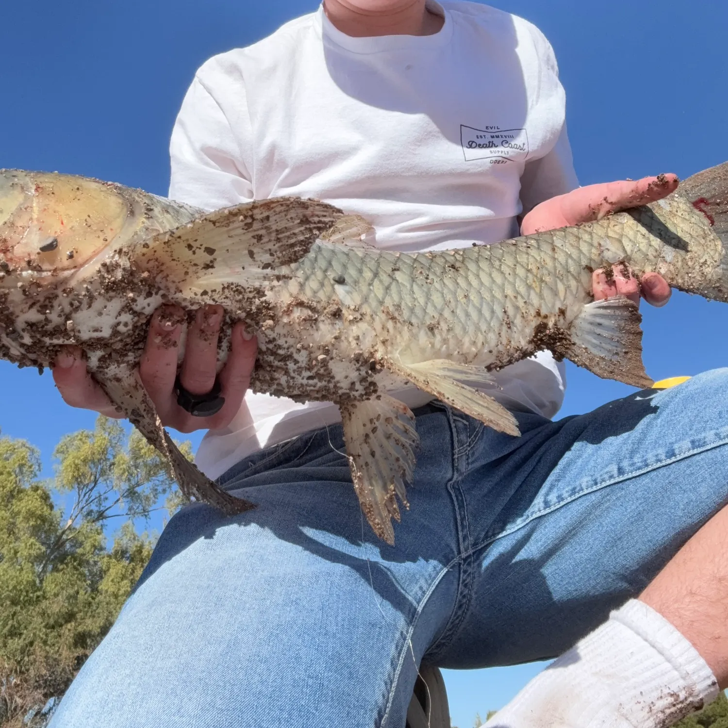 The most recent Grass carp catches on Fishbrain