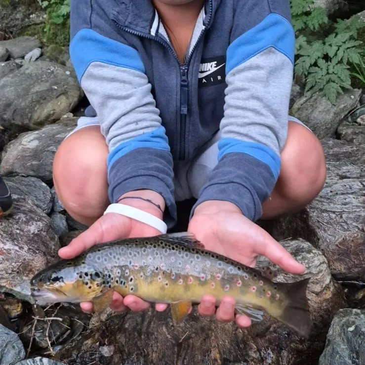 Brown trout caught on Fishbrain