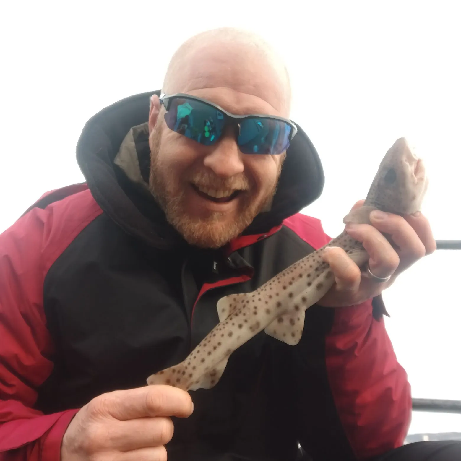 The most recent Nursehound catches on Fishbrain