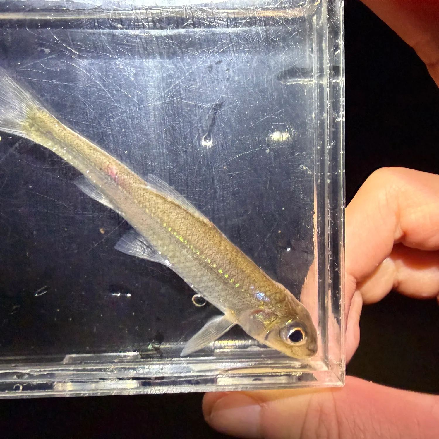 The most recent Silver chub catches on Fishbrain