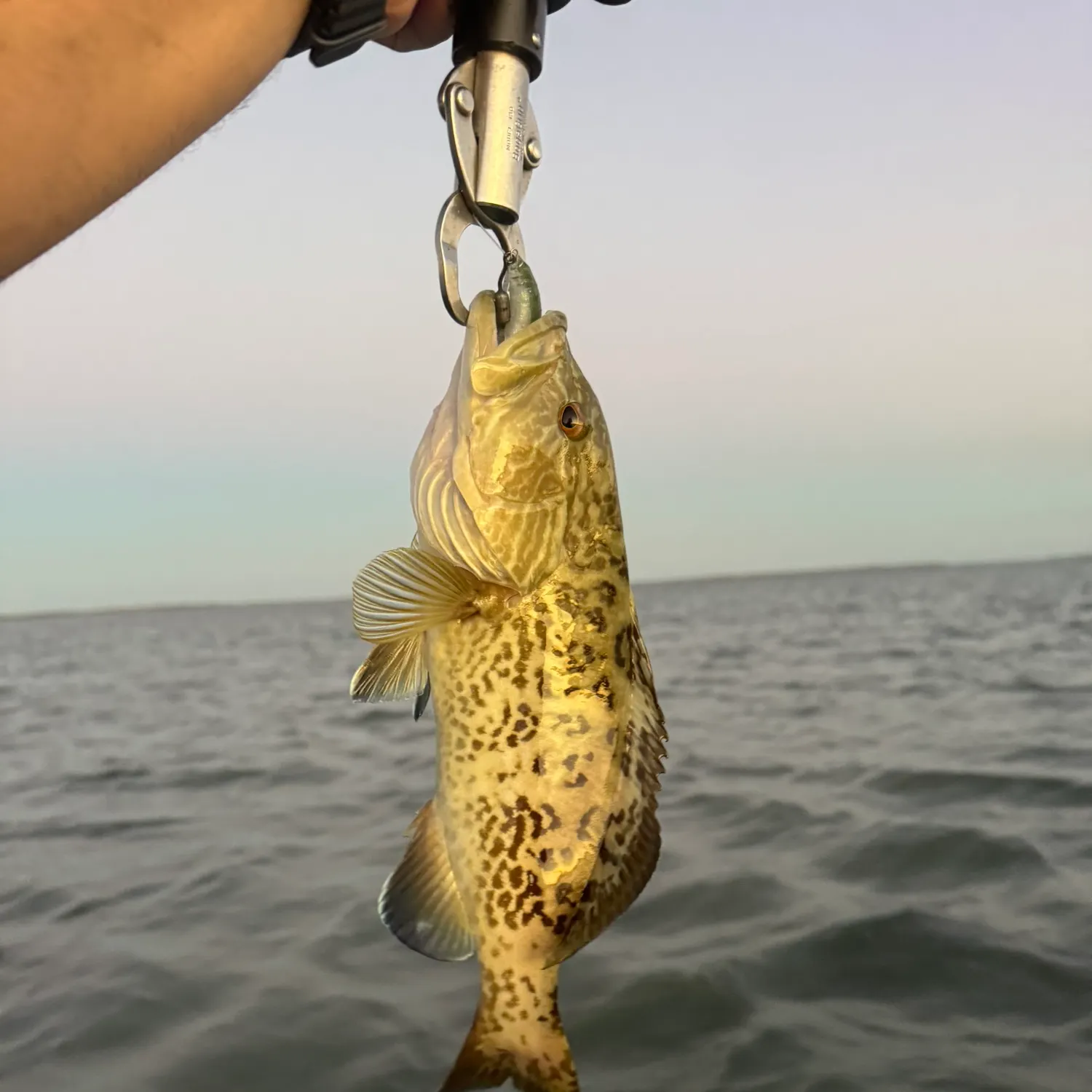 The most recent Gag grouper catches on Fishbrain