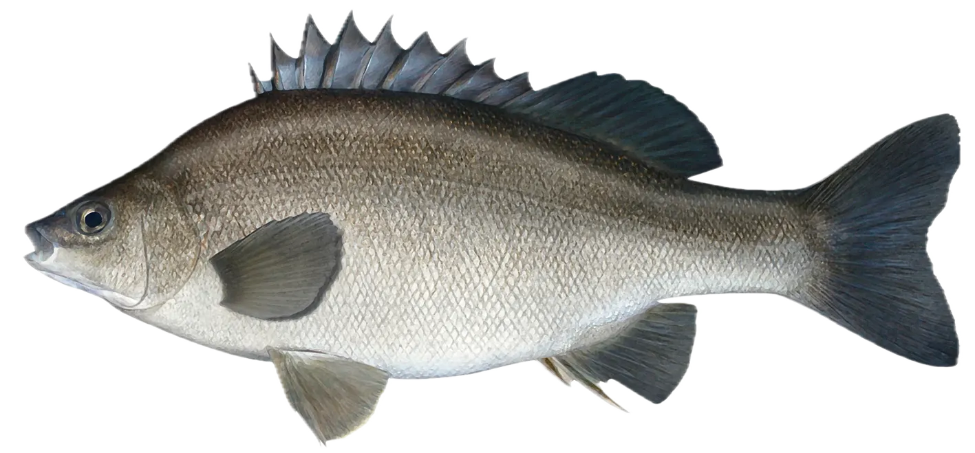 Bidyan perch