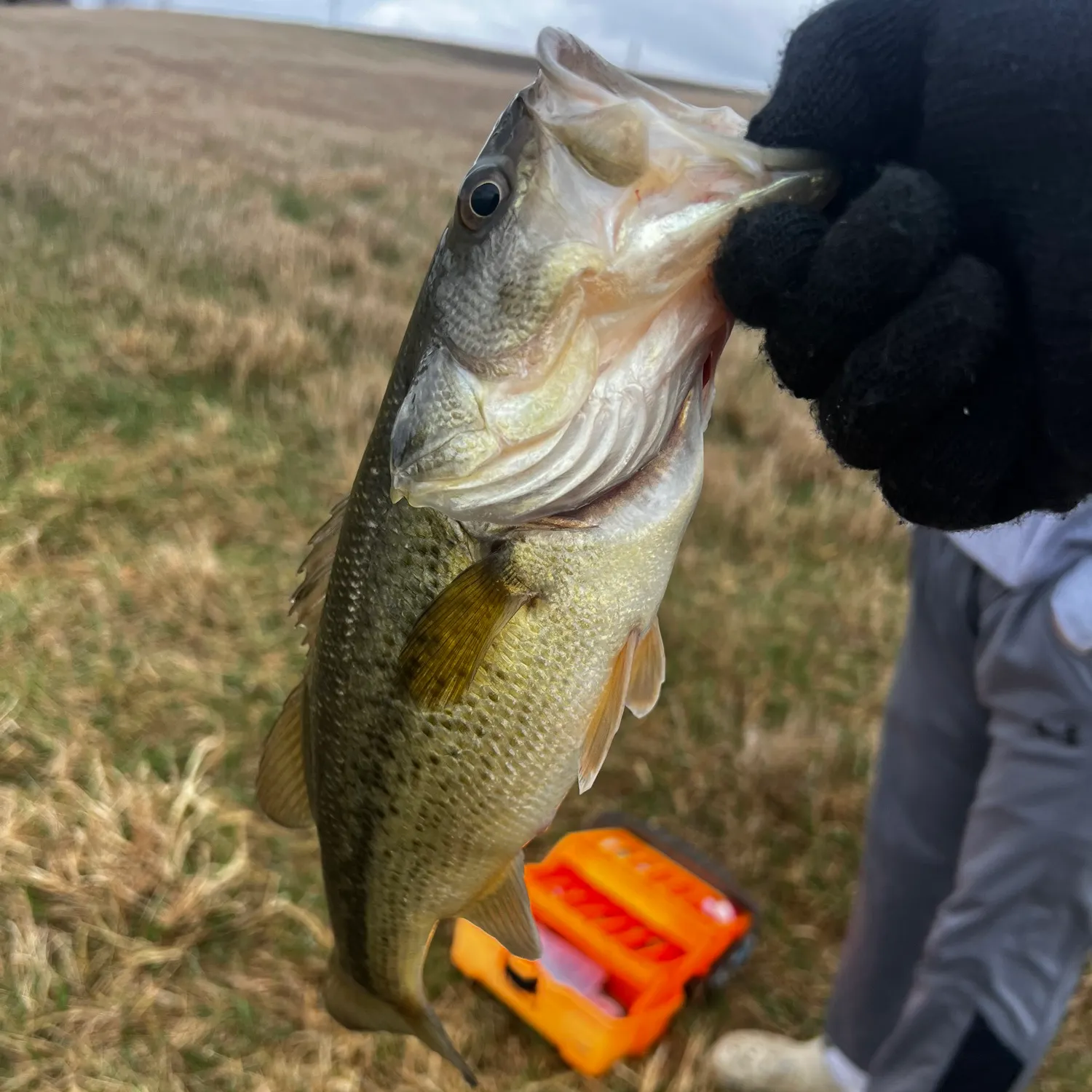 angler catch