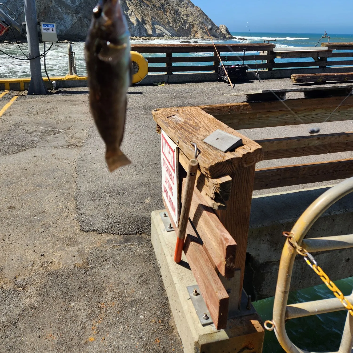 The most recent Kelp greenling catches on Fishbrain