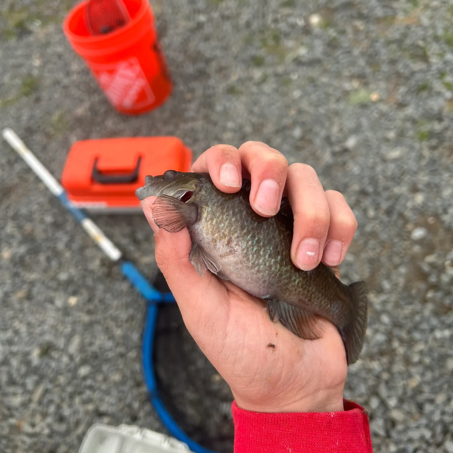 The most recent Cunner catches on Fishbrain