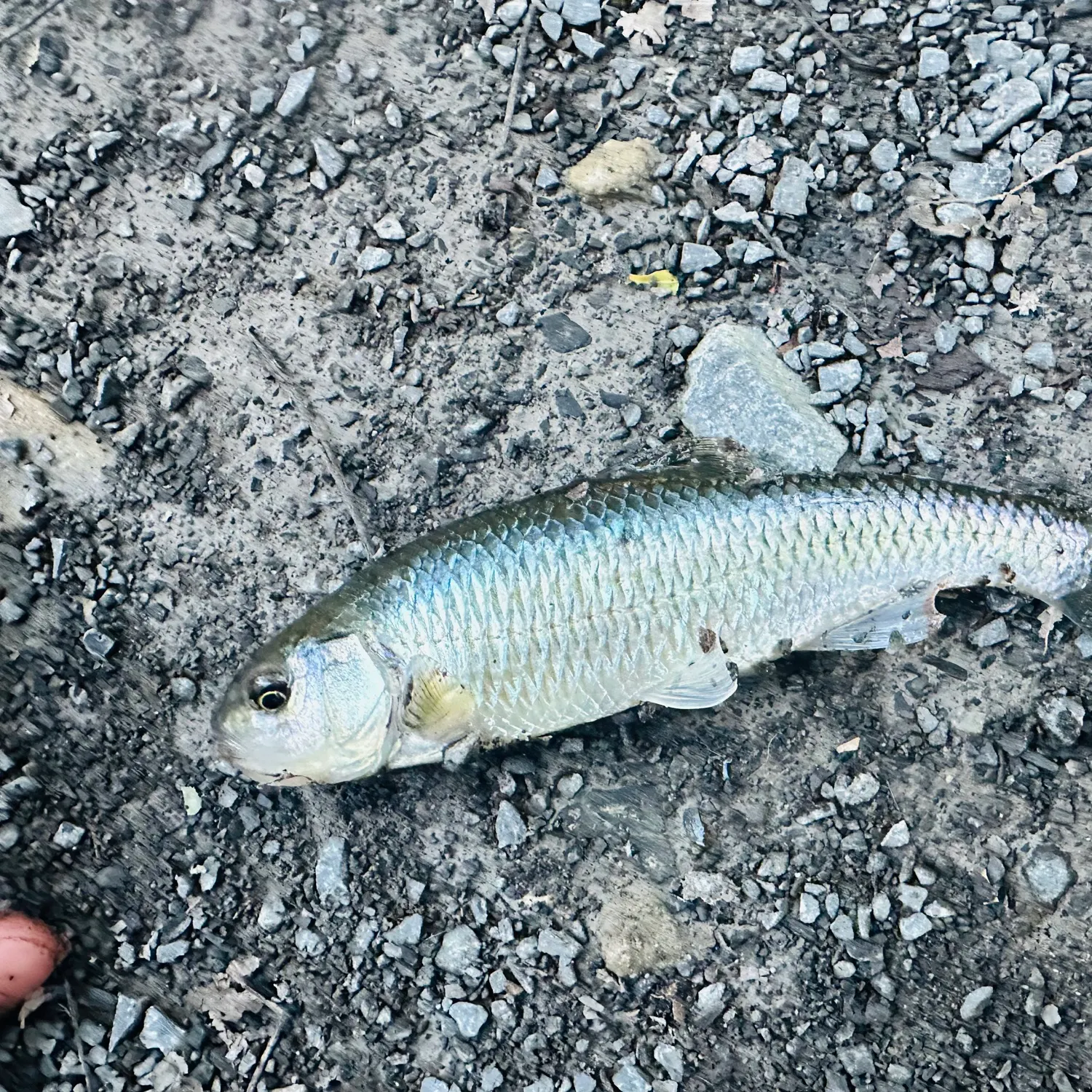Striped shiner caught on Fishbrain