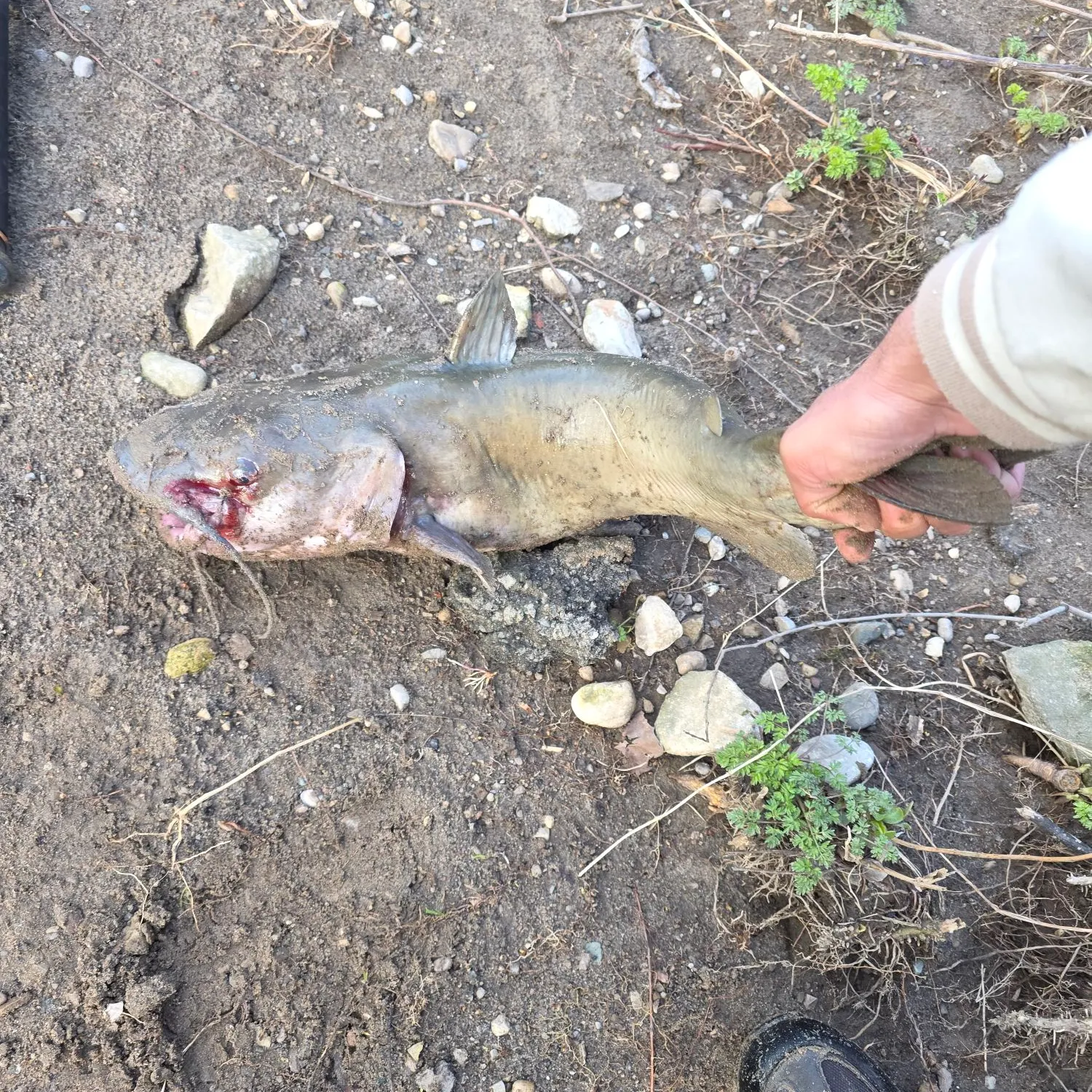 catch