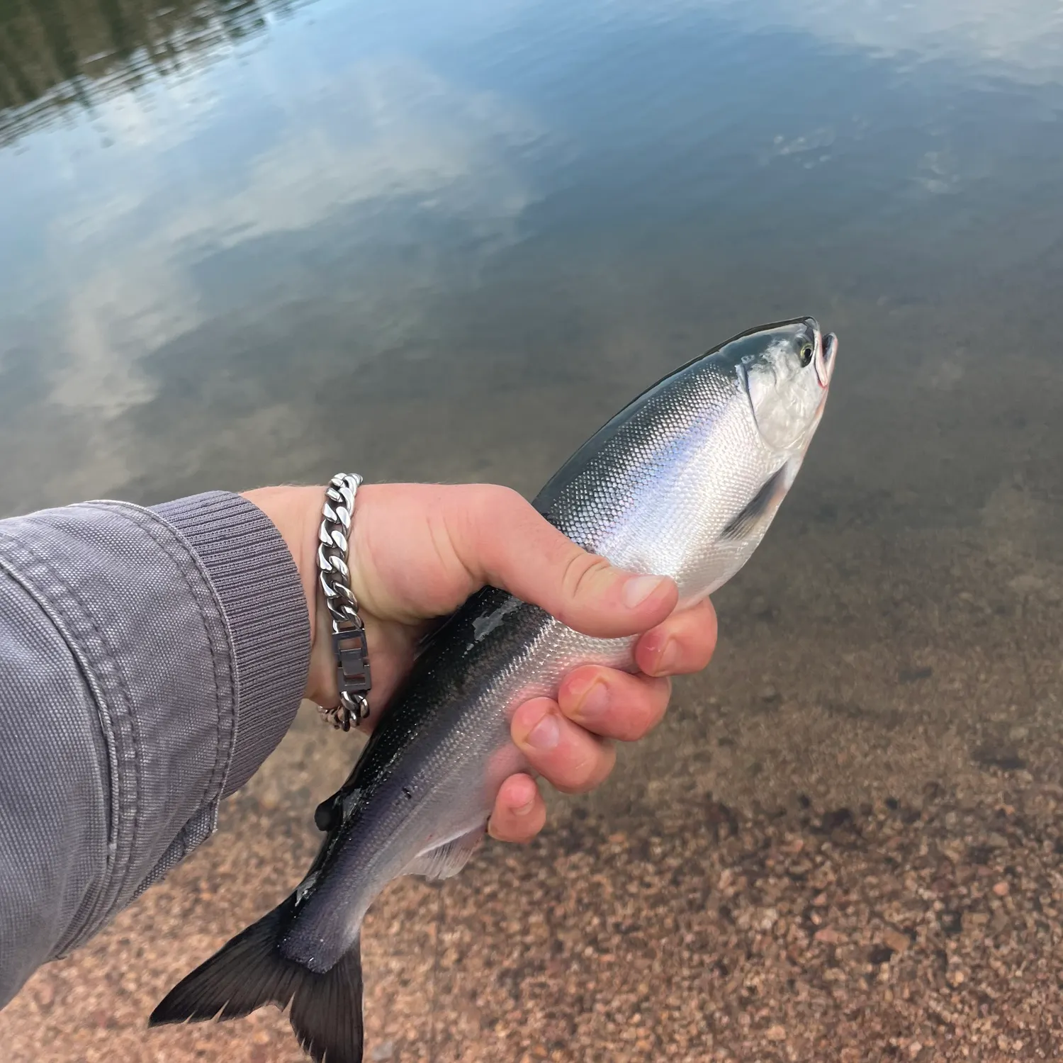 The most recent Kokanee salmon catches on Fishbrain