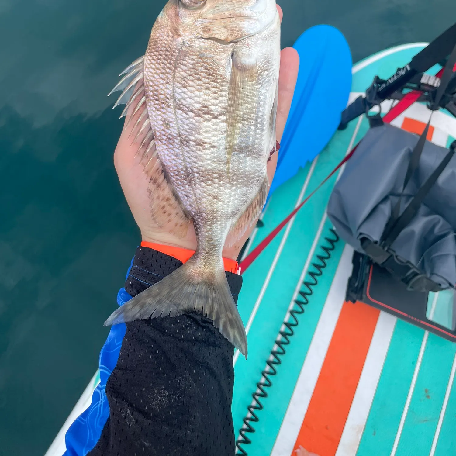 The most recent Pacific porgy catches on Fishbrain