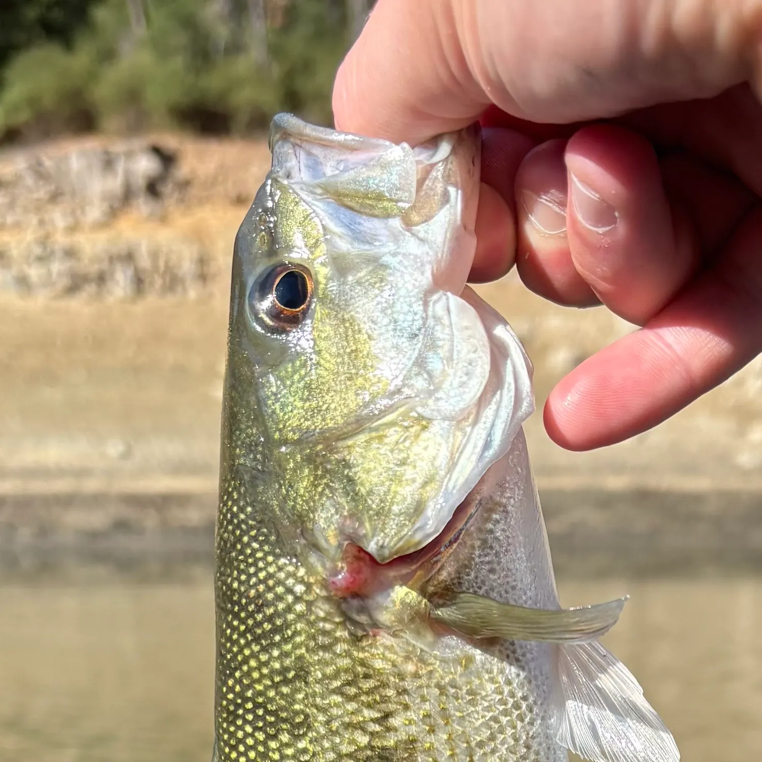 Spotted bass caught on Fishbrain