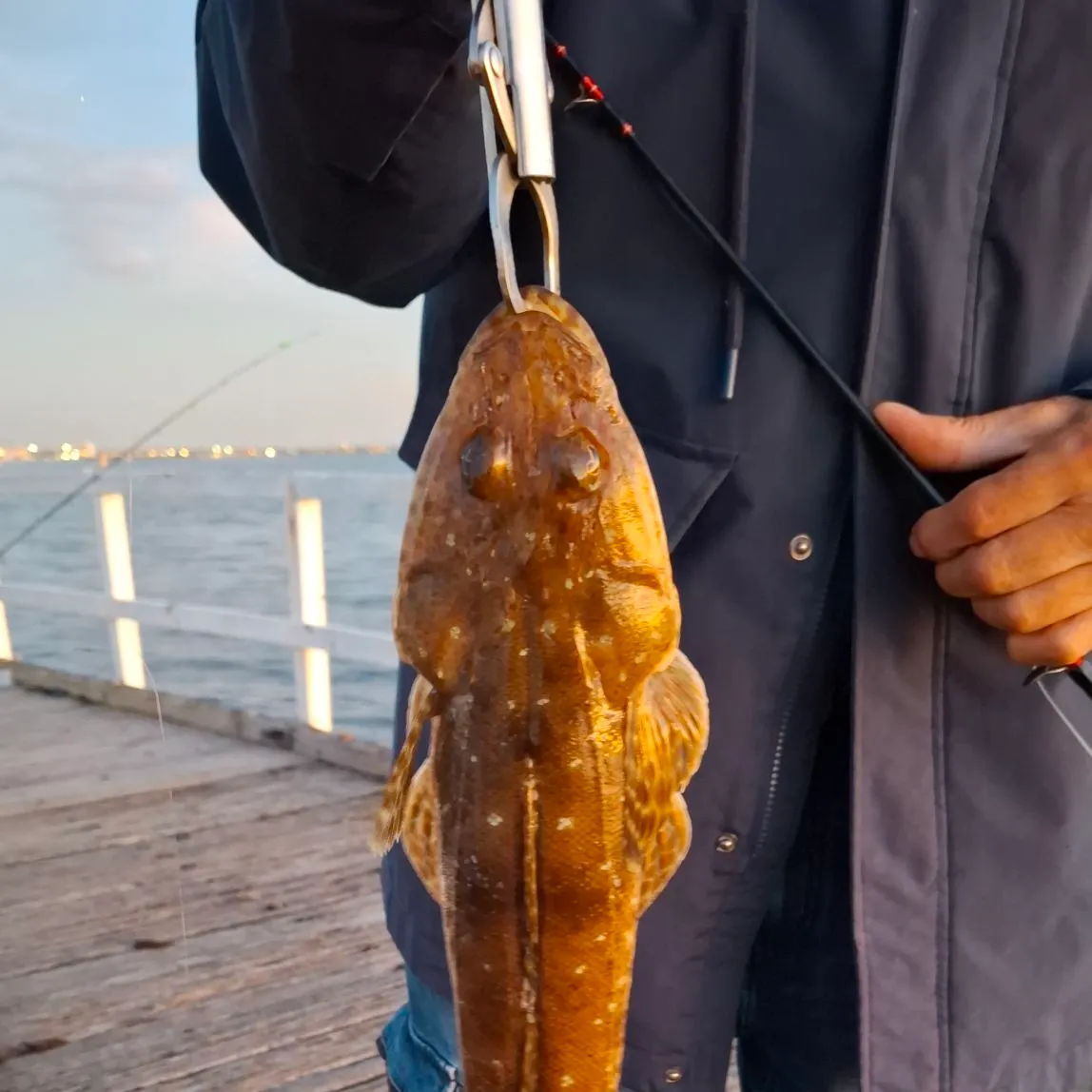 Dusky flathead caught on Fishbrain