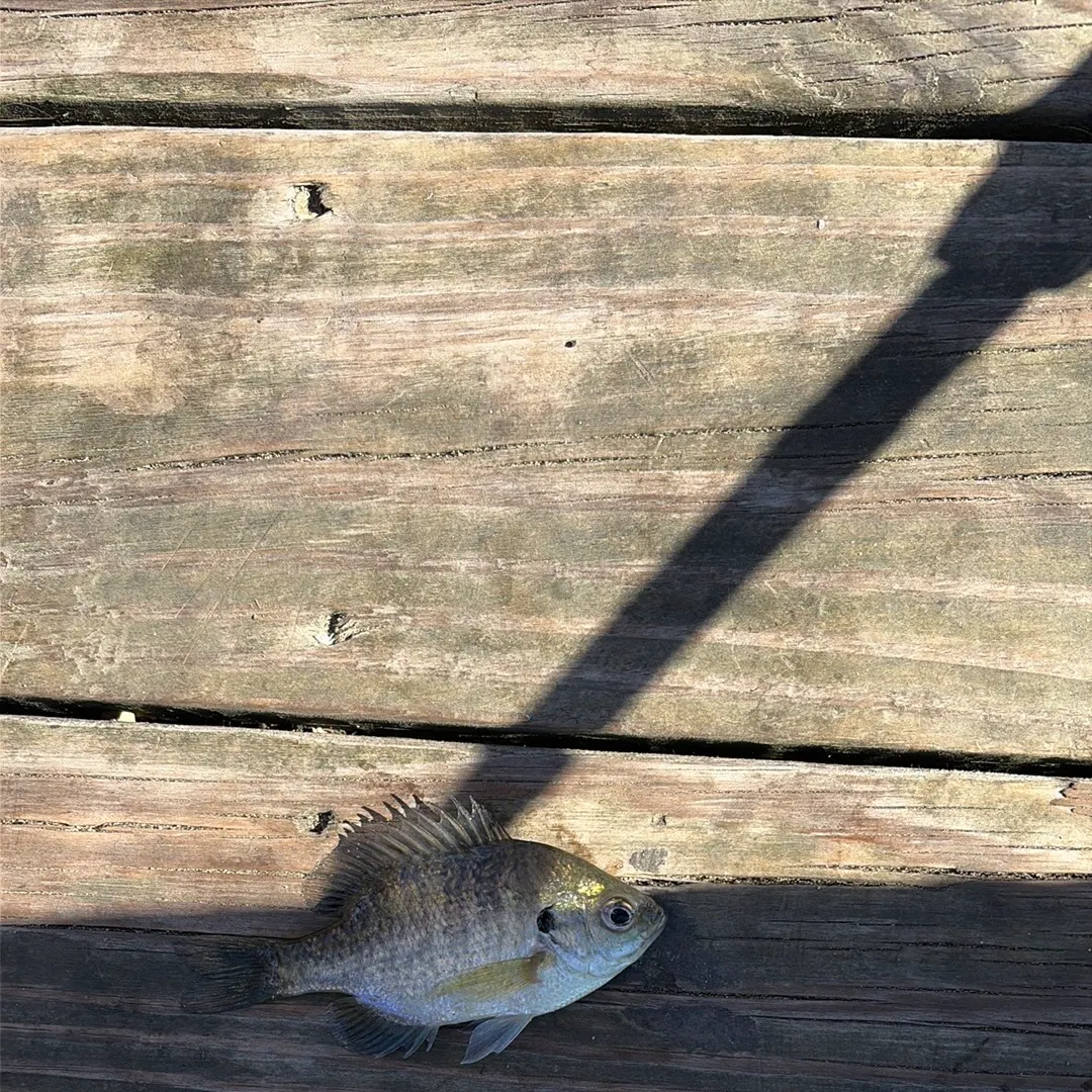 Bluegill caught on Fishbrain