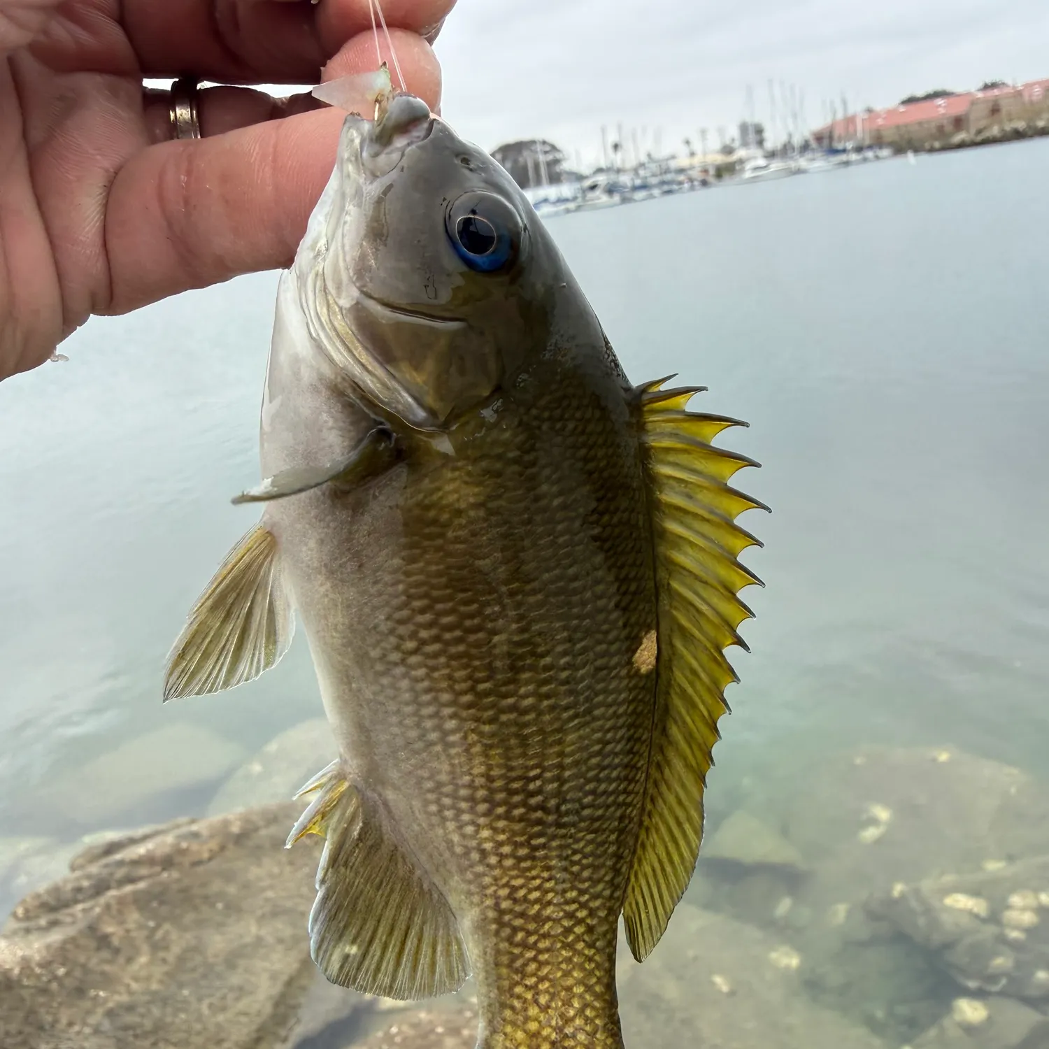 The most recent Opaleye catches on Fishbrain