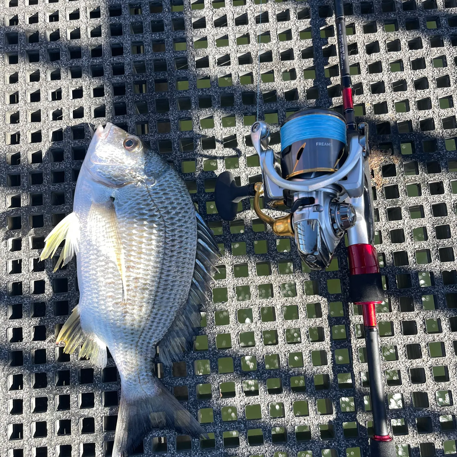 recently logged catches