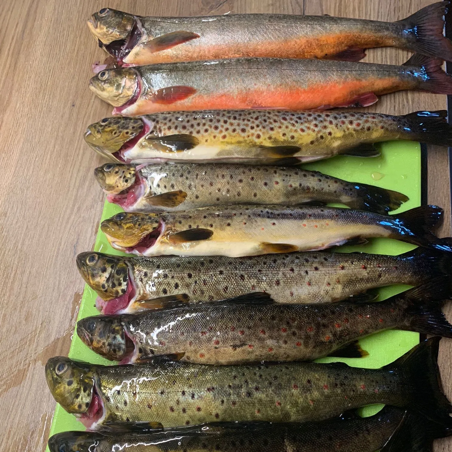 recently logged catches