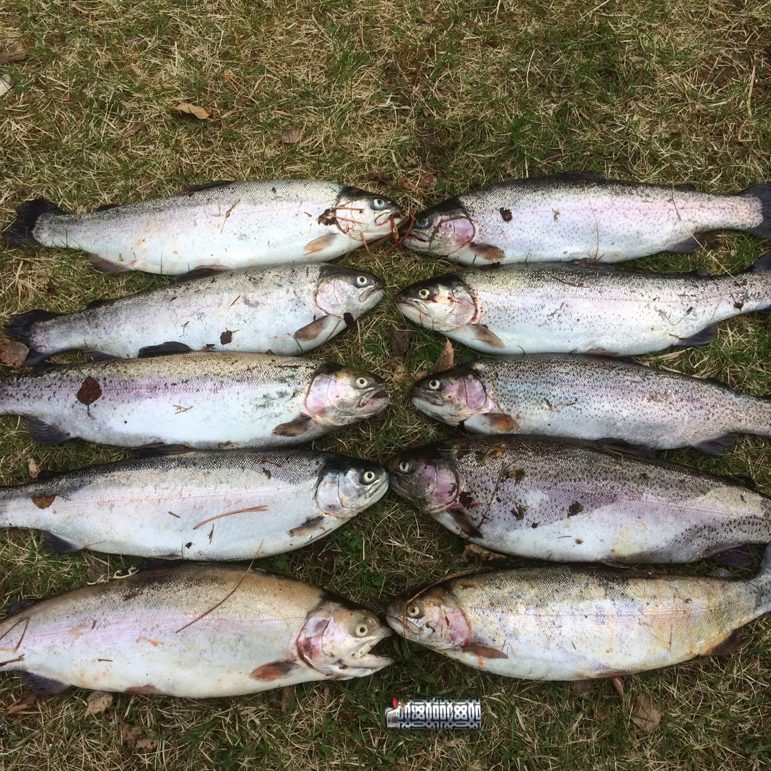 recently logged catches