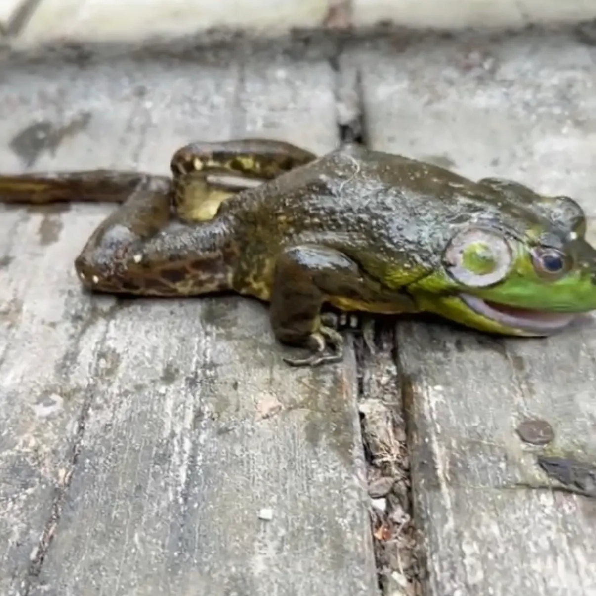 American bullfrog caught on Fishbrain