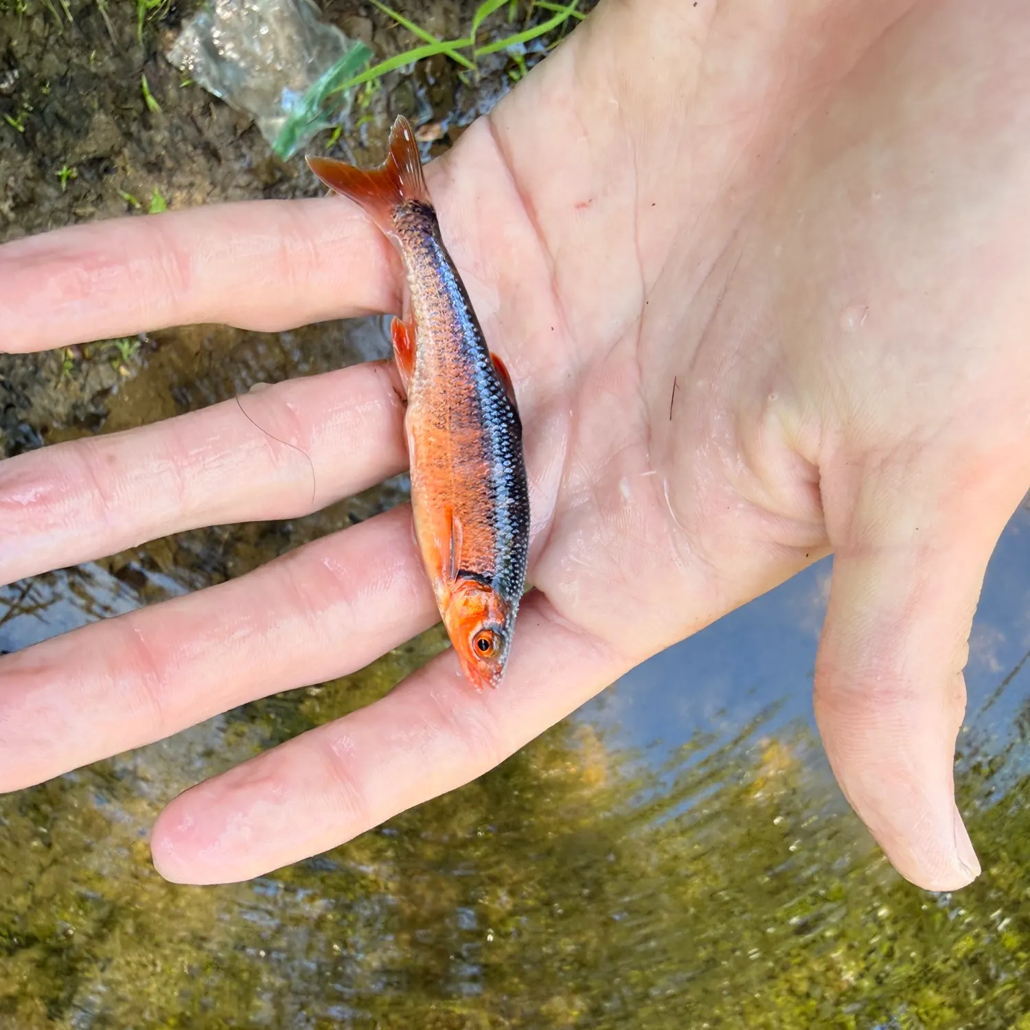 The most recent Redfin shiner catches on Fishbrain