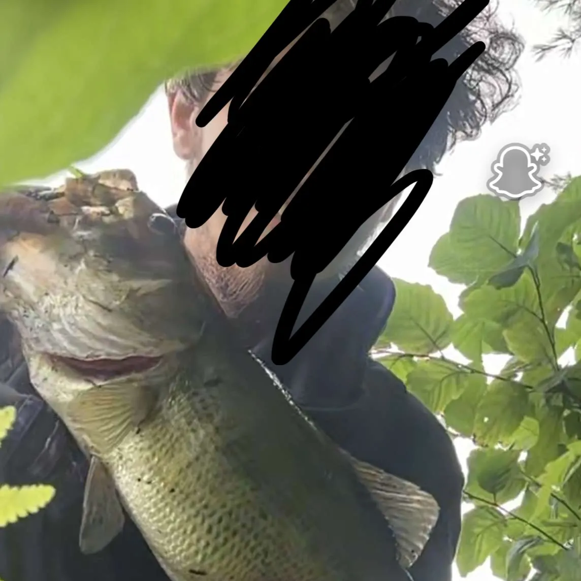 Largemouth bass caught on Fishbrain