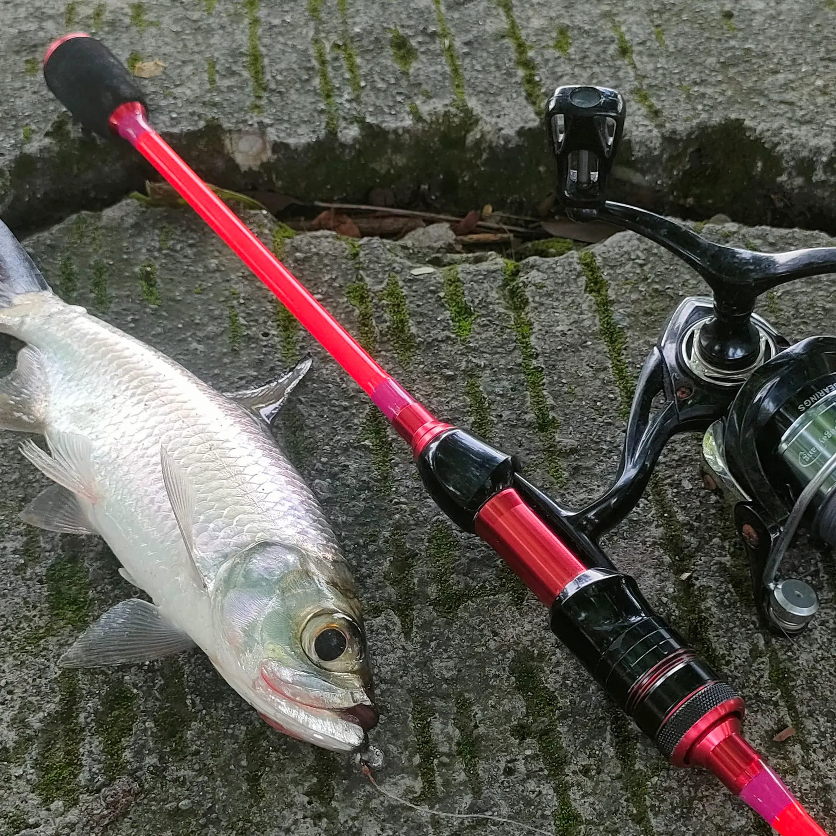 The most recent Indo-Pacific tarpon catches on Fishbrain