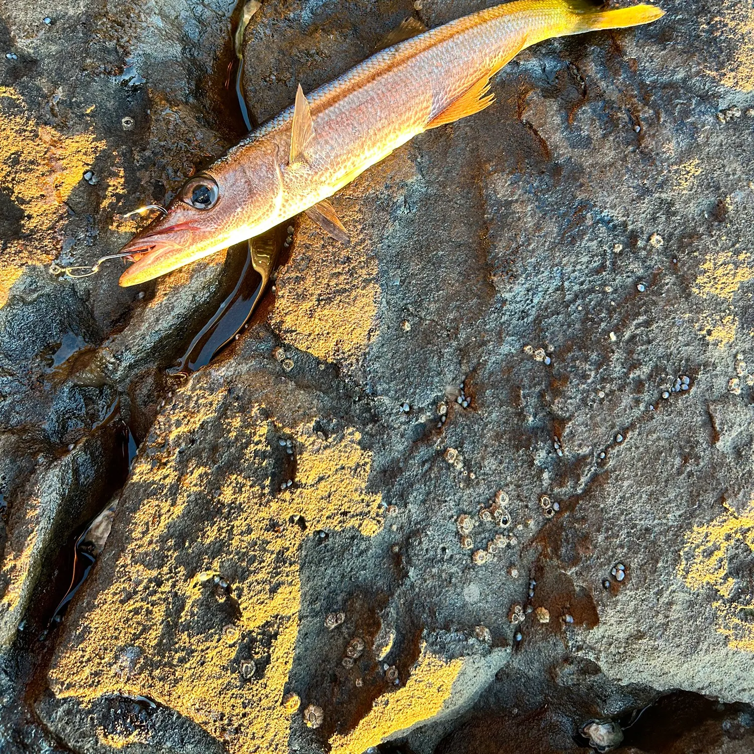 The most recent Longfin pike catches on Fishbrain
