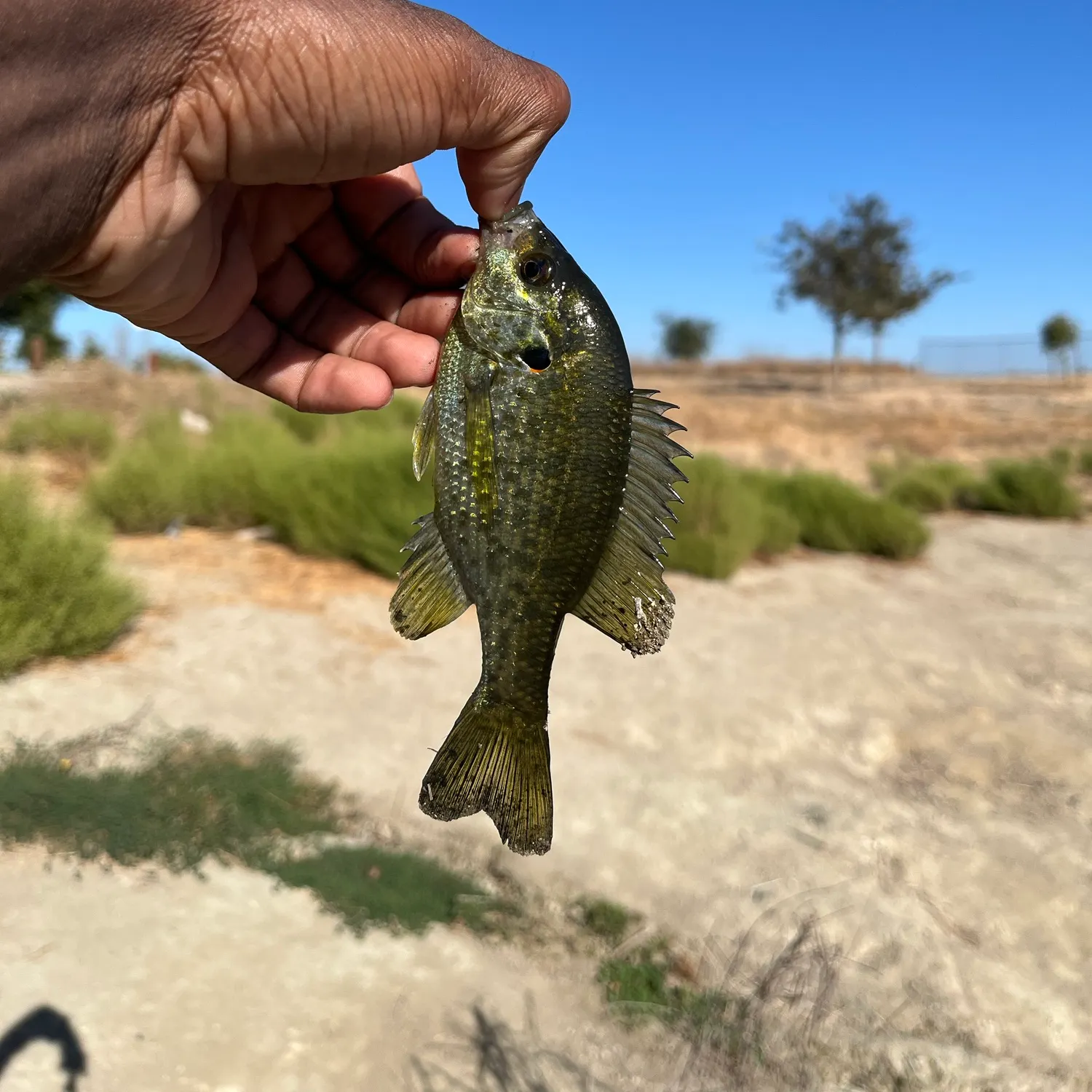 Redear sunfish caught on Fishbrain
