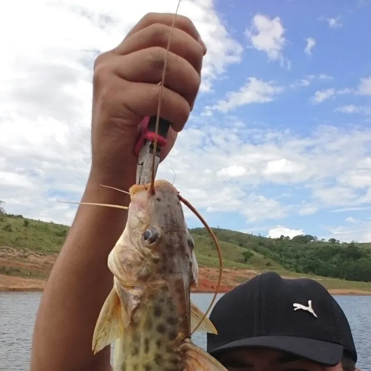 The most popular recent Spotted pimelodus catch on Fishbrain