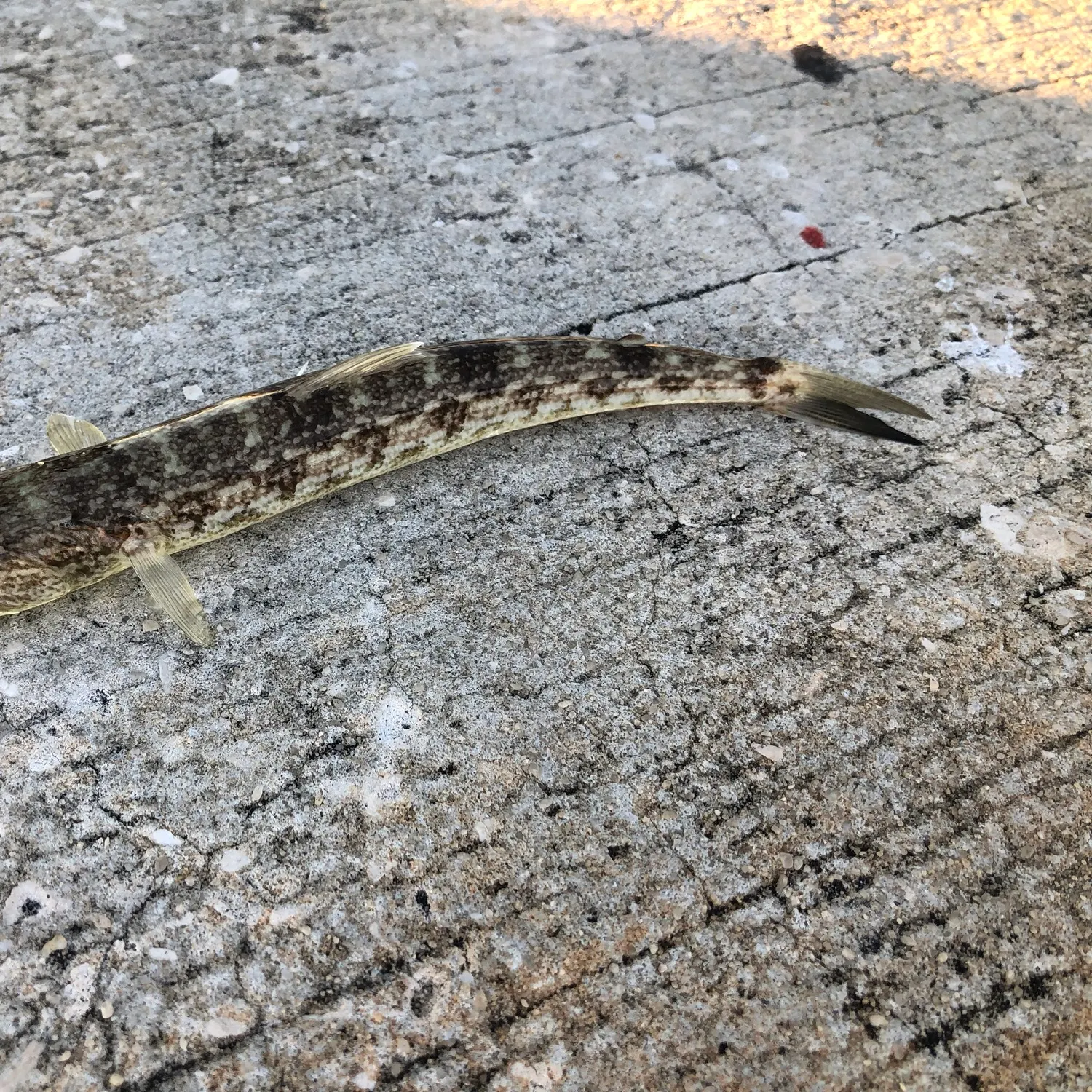 The most recent Inshore lizardfish catches on Fishbrain