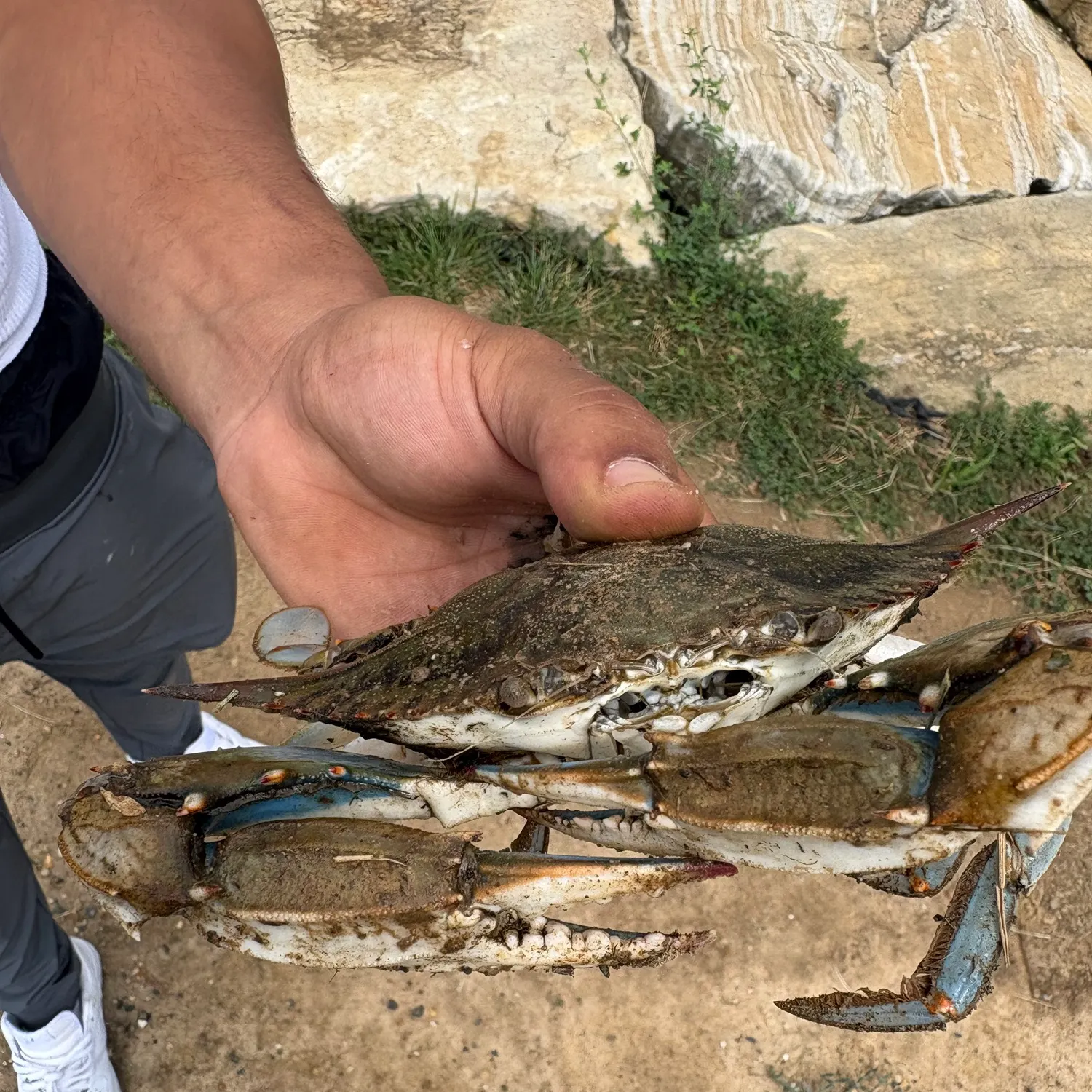 The most recent Blue crab catches on Fishbrain