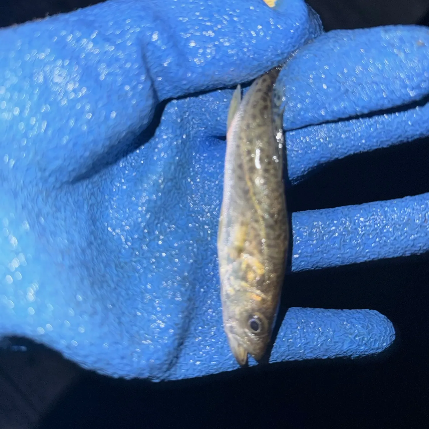 Spotted seatrout caught on Fishbrain
