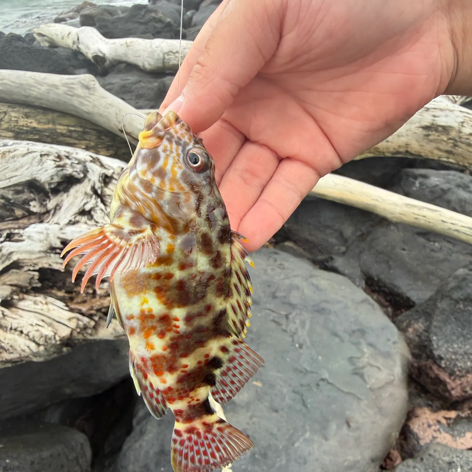 The most recent Stocky hawkfish catches on Fishbrain