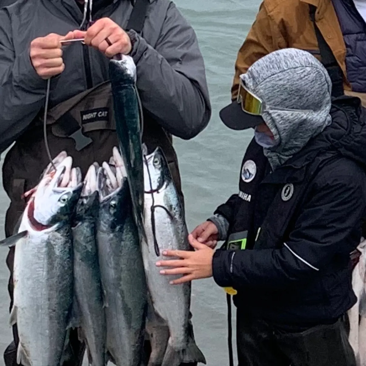 Coho salmon caught on Fishbrain