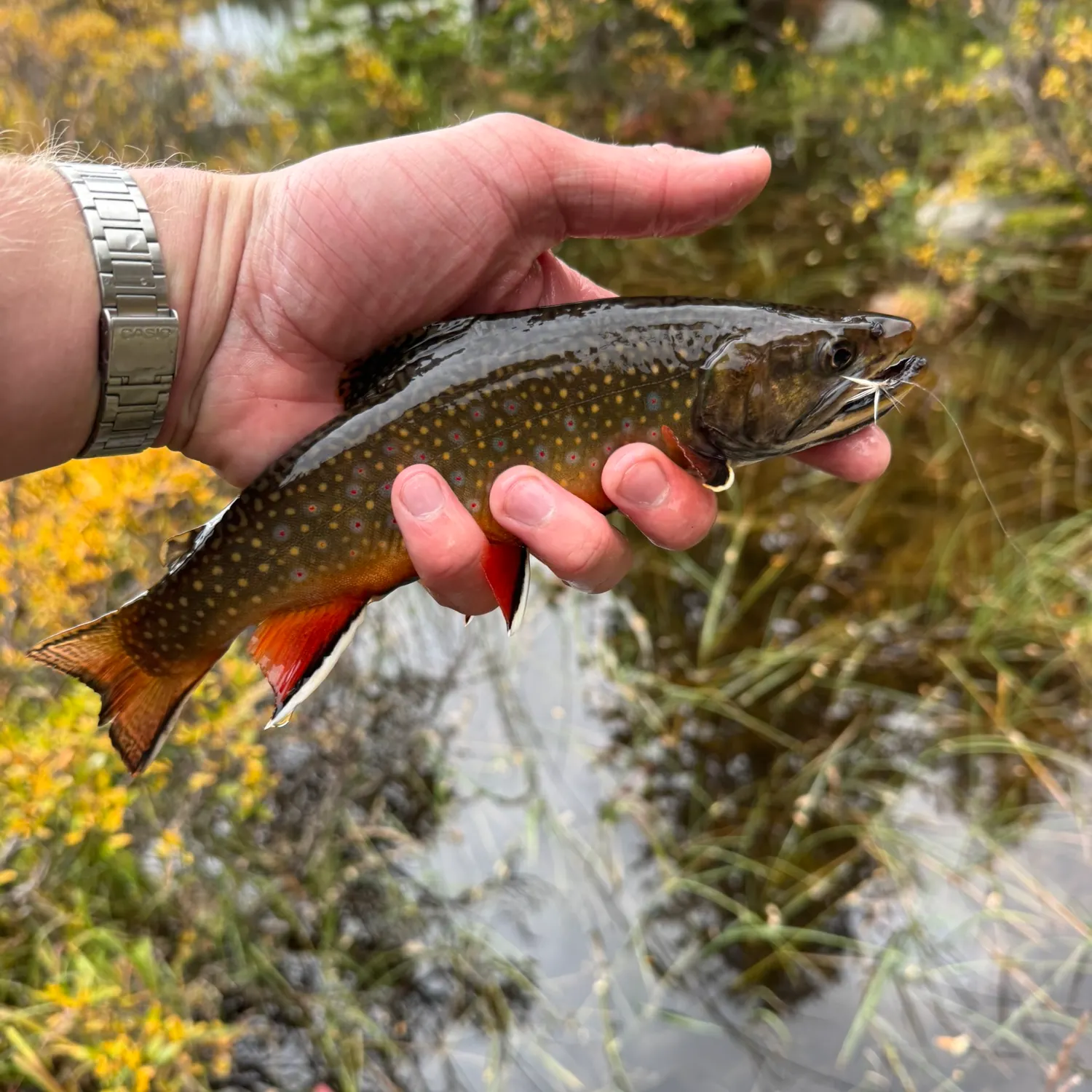 Brook trout caught on Fishbrain