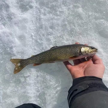 angler catch
