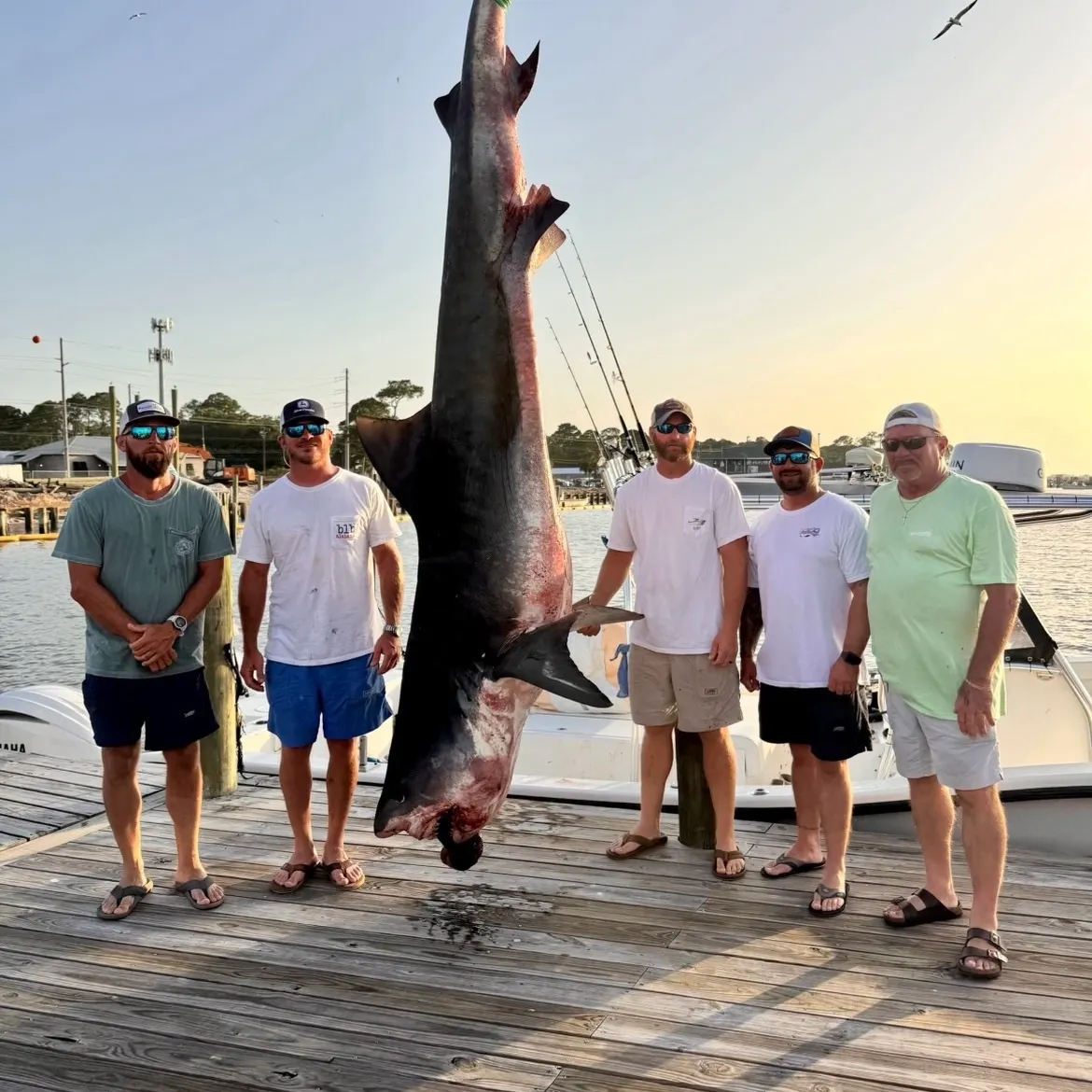 The most recent Tiger shark catches on Fishbrain