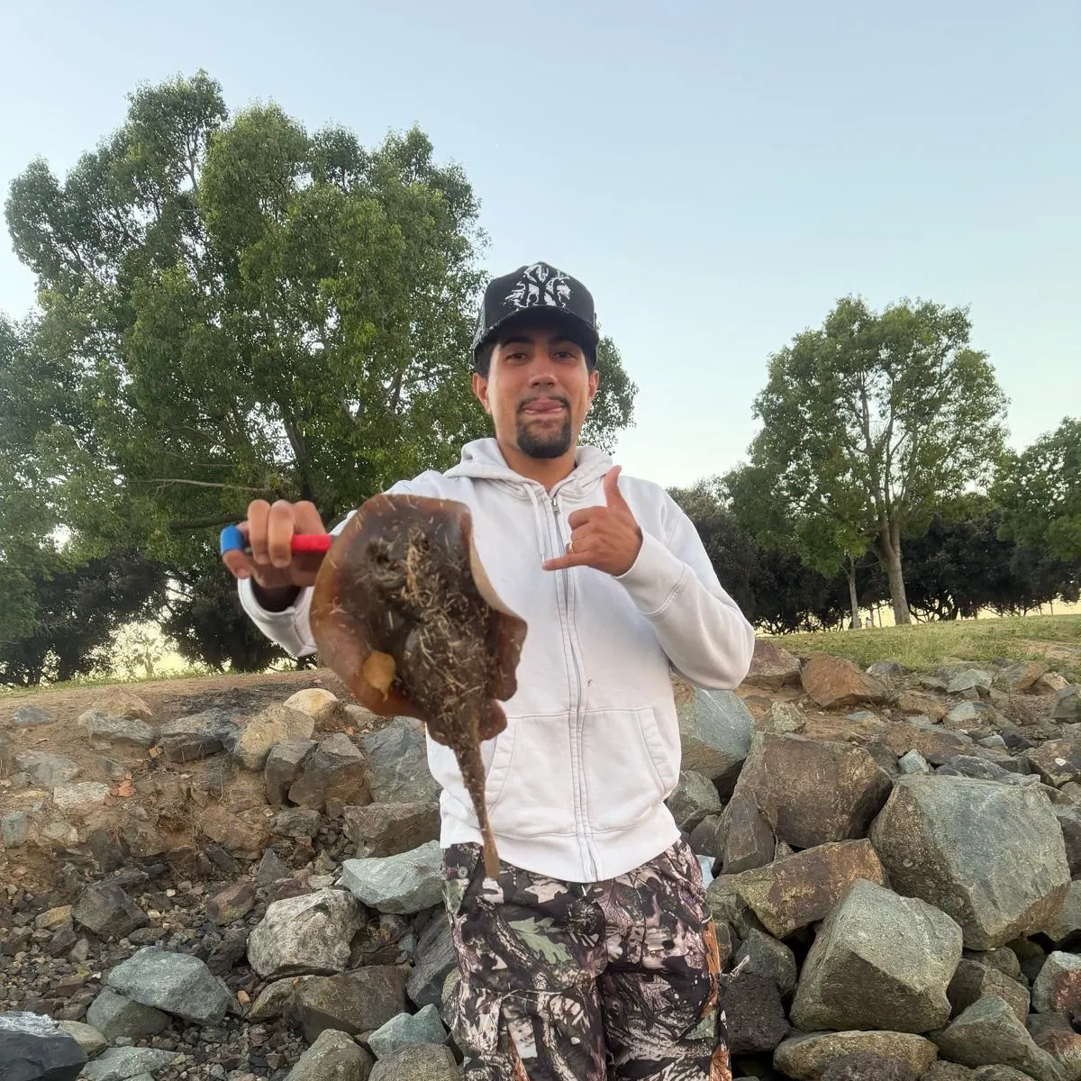 Haller's round ray caught on Fishbrain