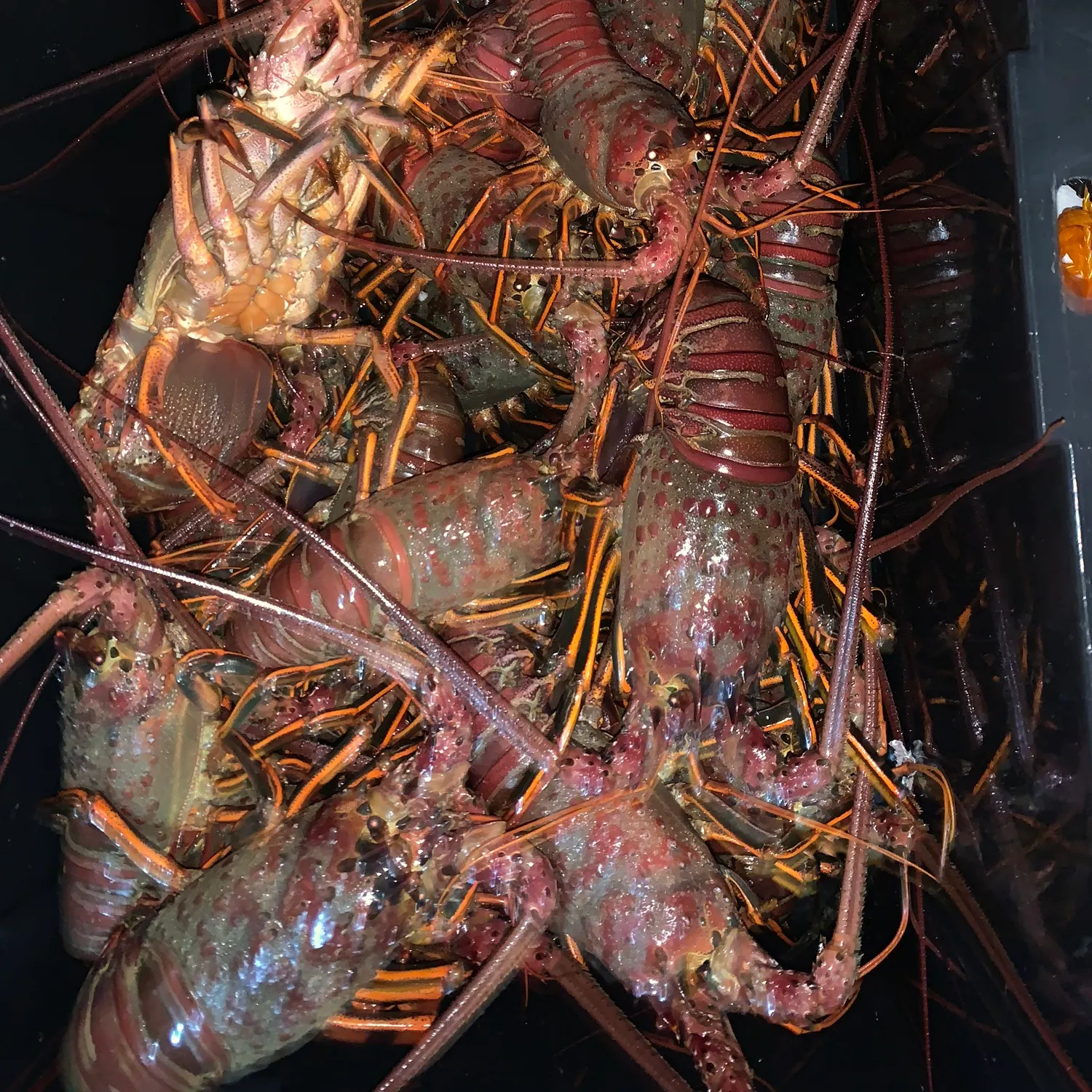 The most recent California spiny lobster catches on Fishbrain