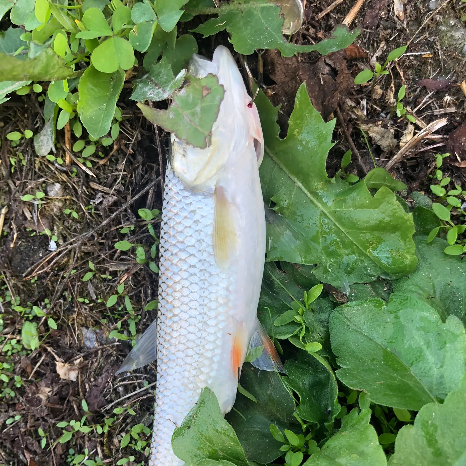 European chub caught on Fishbrain