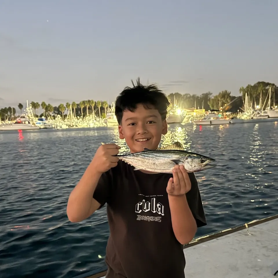 Eastern Pacific bonito caught on Fishbrain