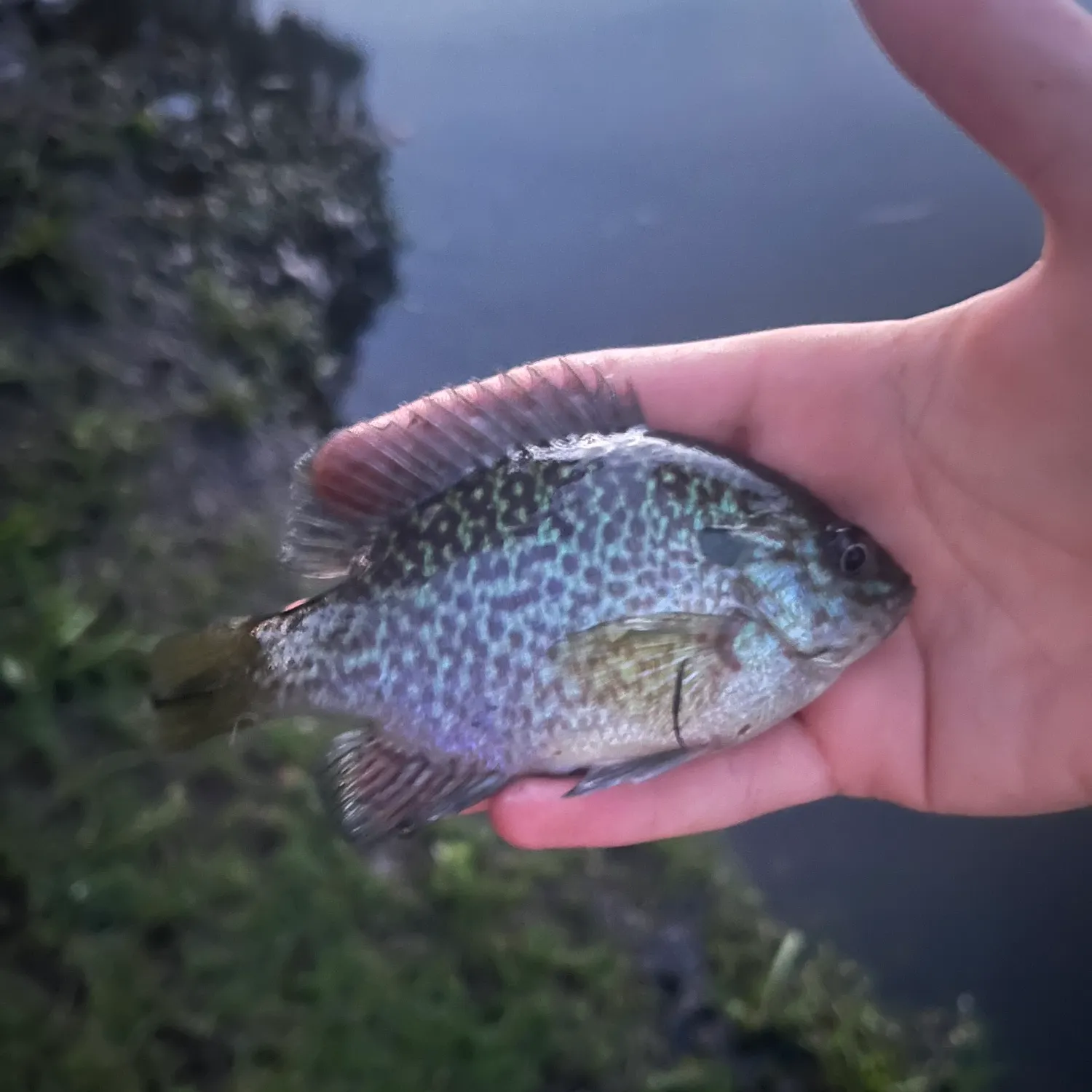 The most recent Bluegill x longear sunfish catches on Fishbrain