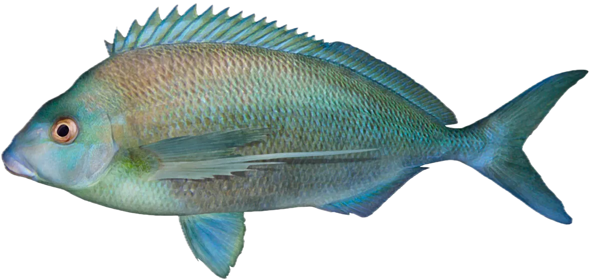 Blue morwong