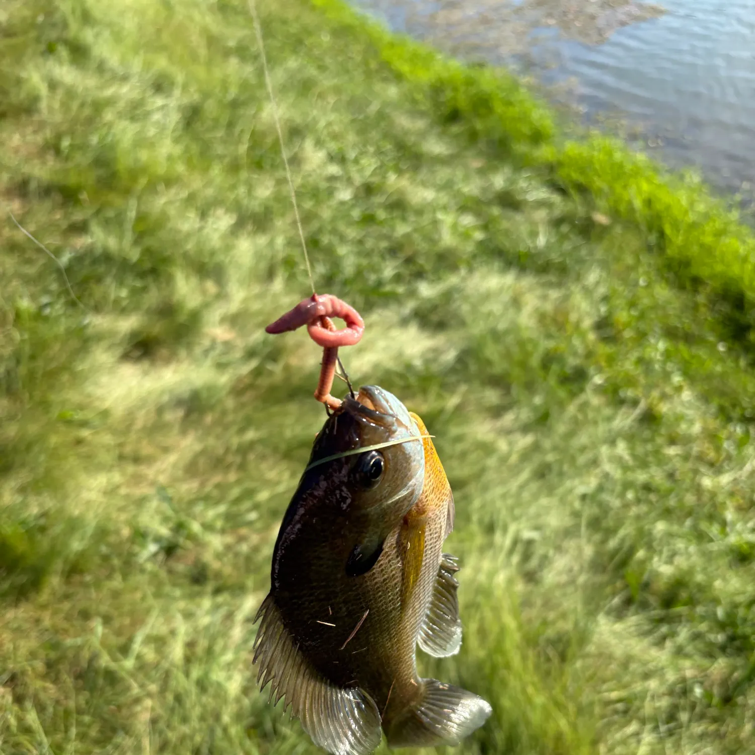 Bluegill caught on Fishbrain