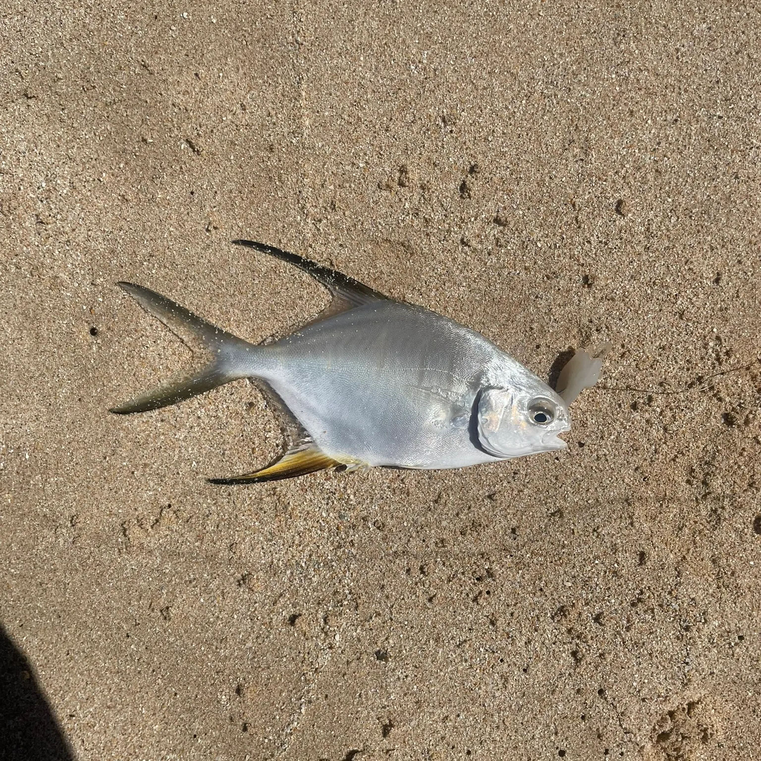 The most recent Palometa catches on Fishbrain