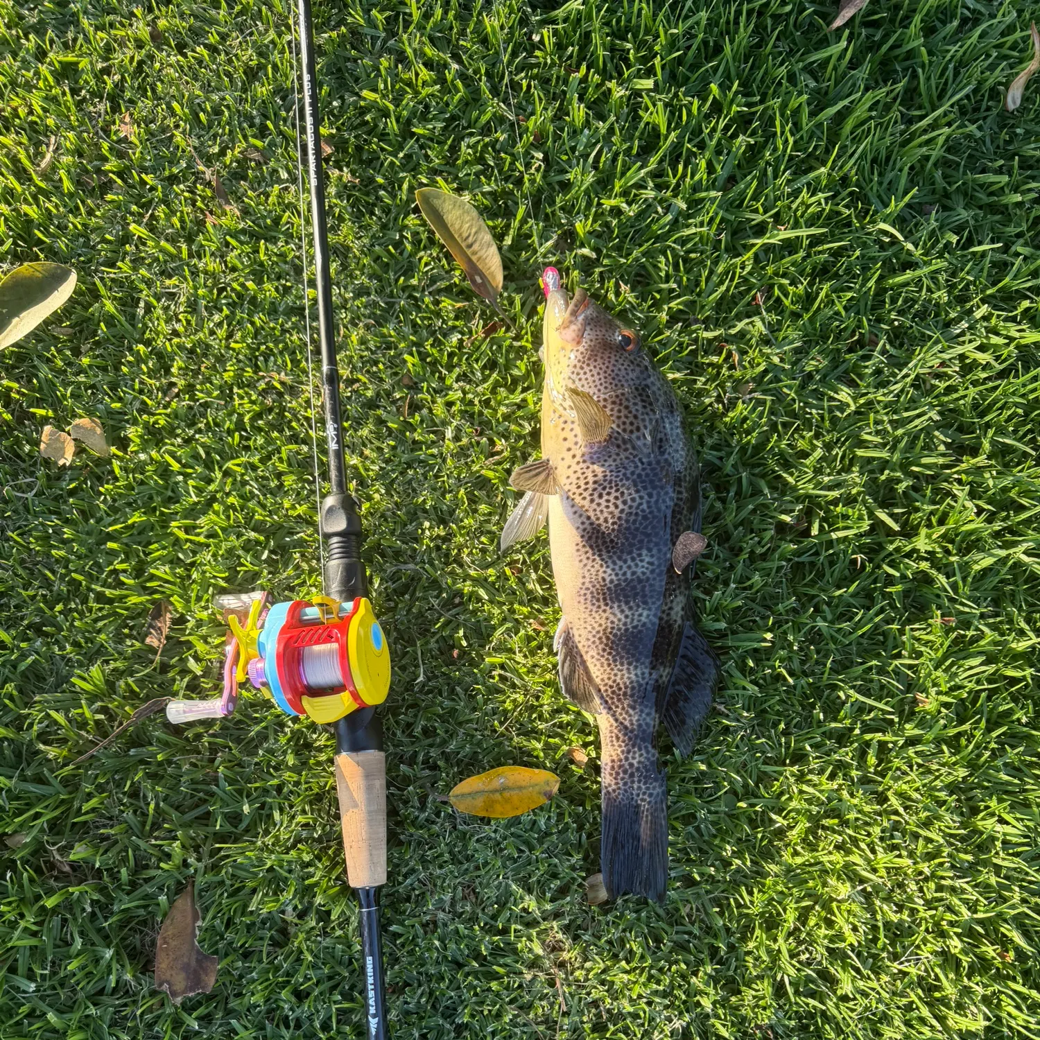 The most recent Spotted sand bass catches on Fishbrain