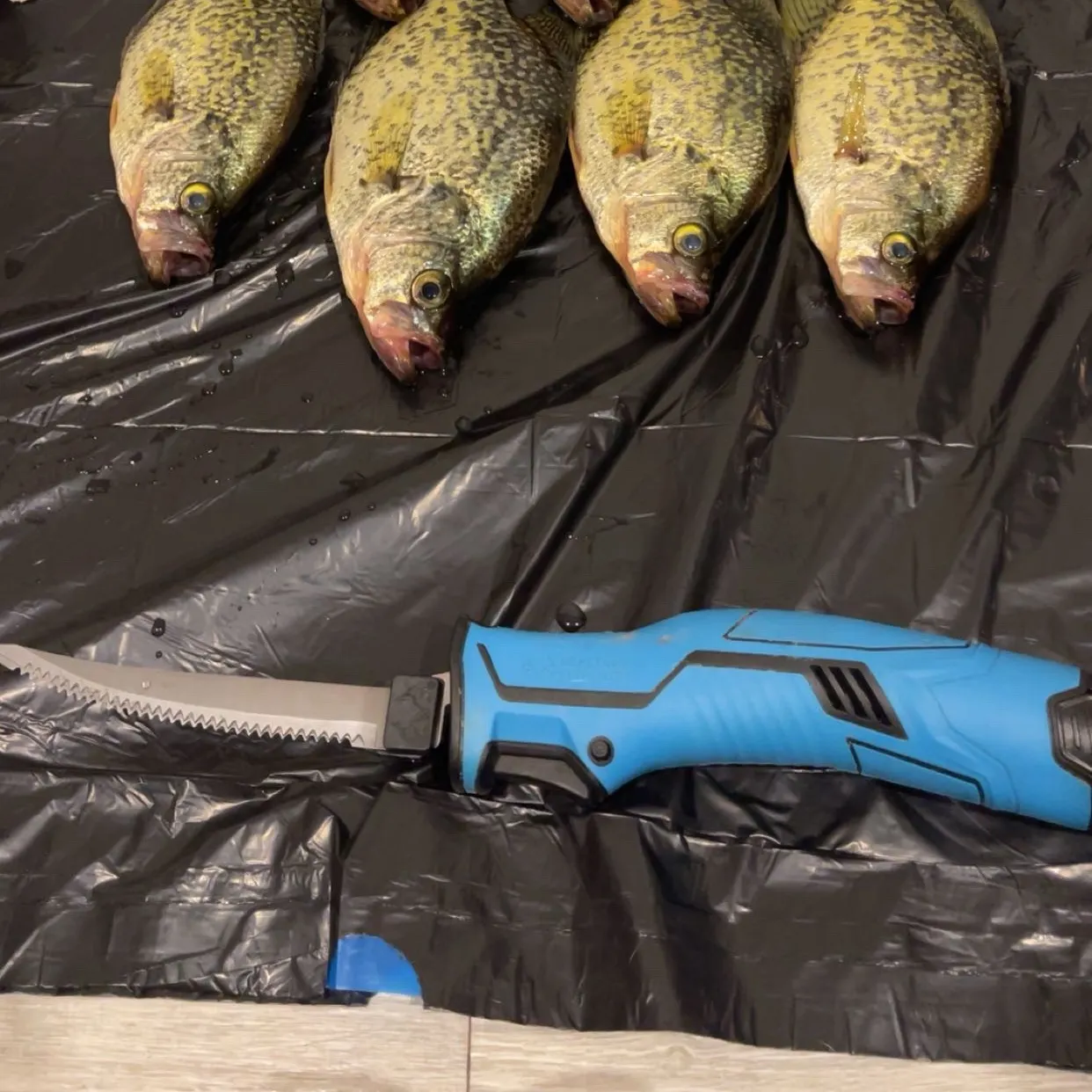 Black crappie caught on Fishbrain