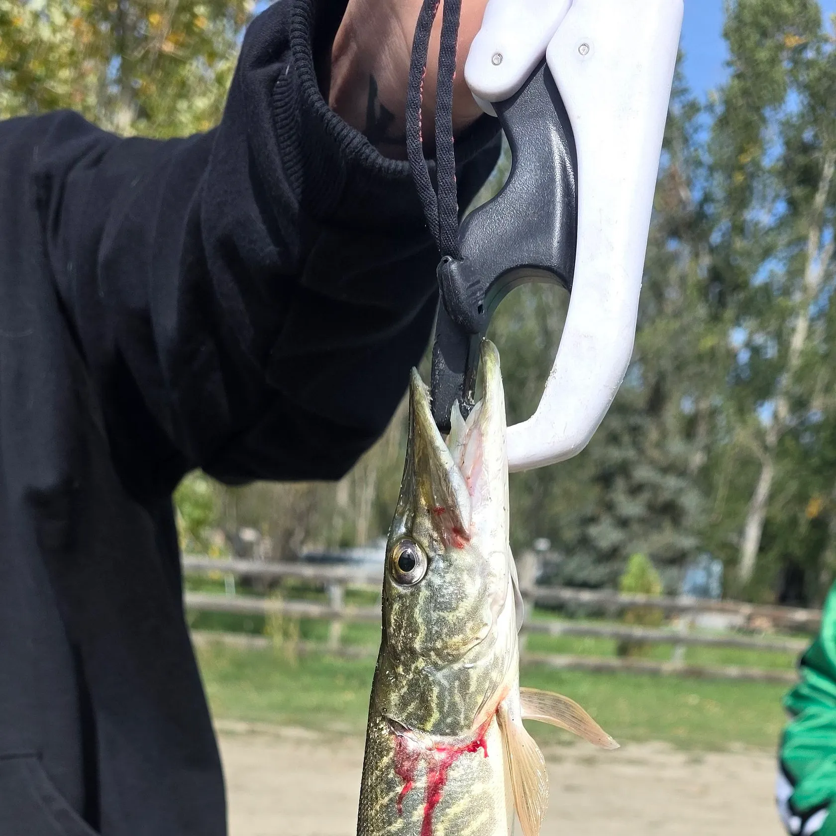 Northern pike caught on Fishbrain