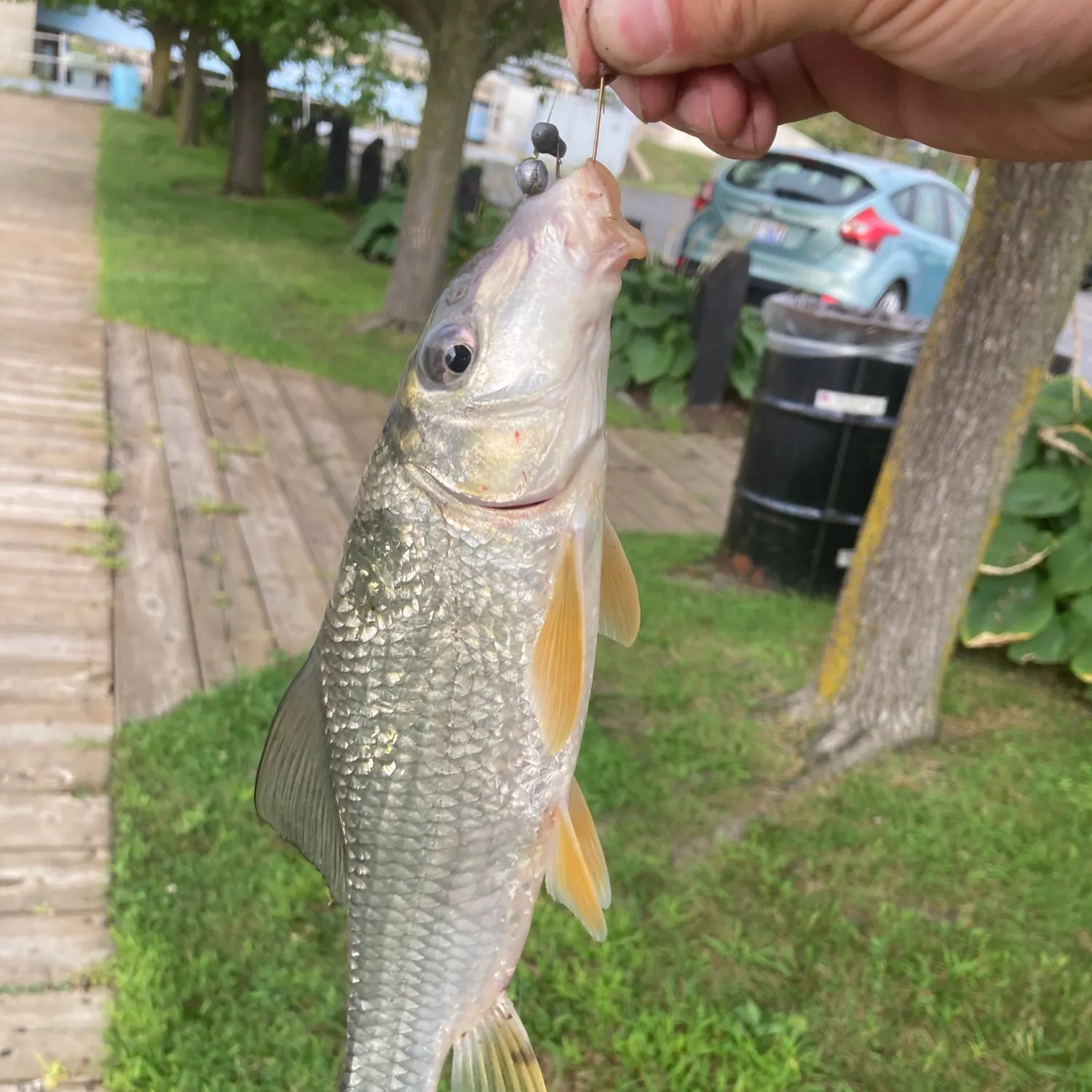 catch