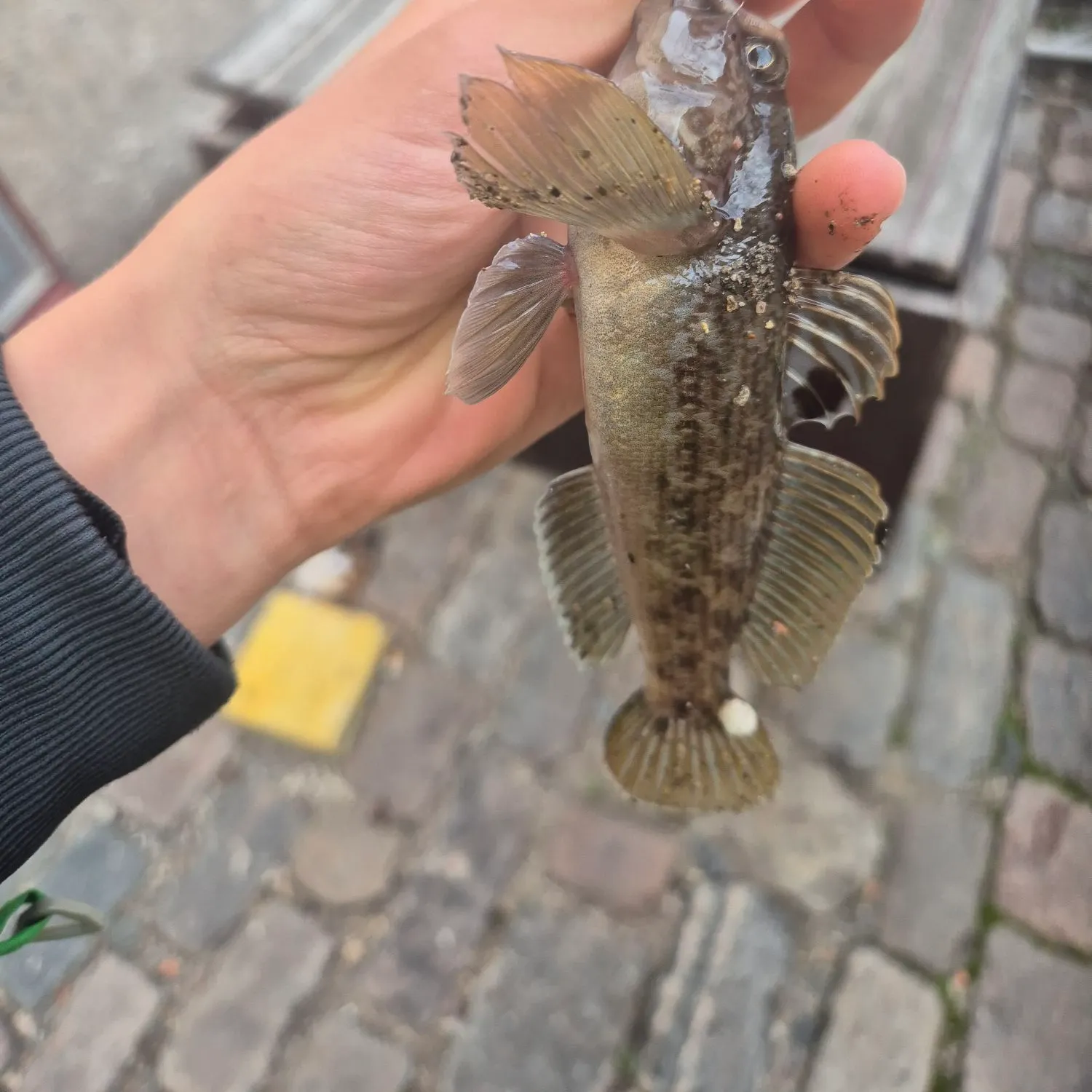 Round goby caught on Fishbrain