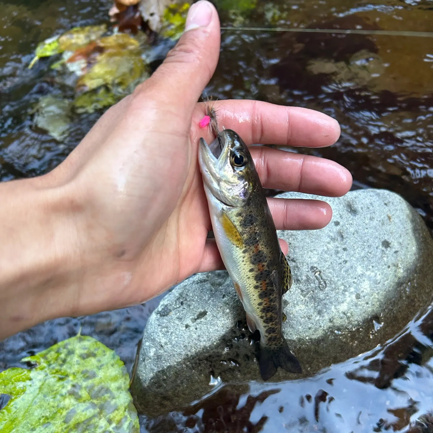 Rainbow trout caught on Fishbrain